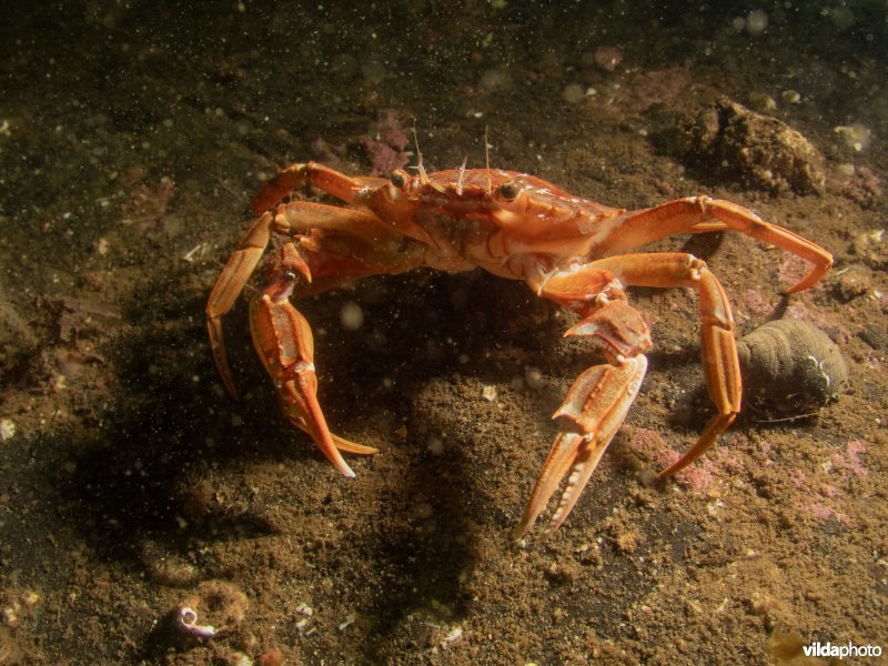 Blauwpootzwemkrab