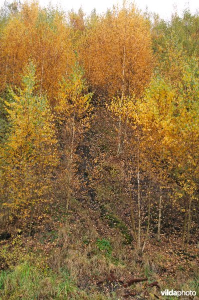 Terril Gosson 1 in de herfst