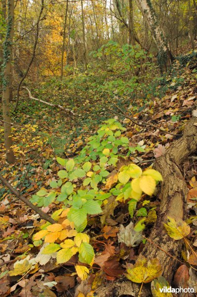 Terril Espérance in de herfst