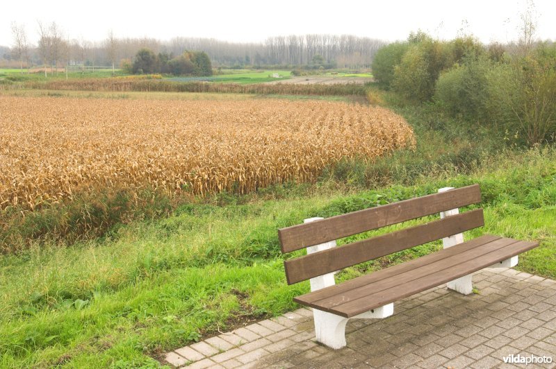Grote Wal in Kastel