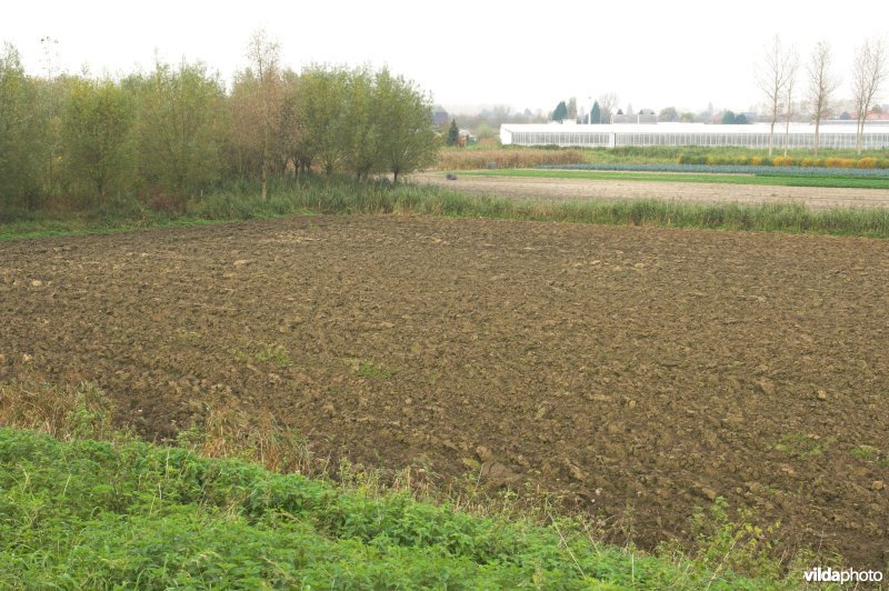 Grote Wal in Kastel