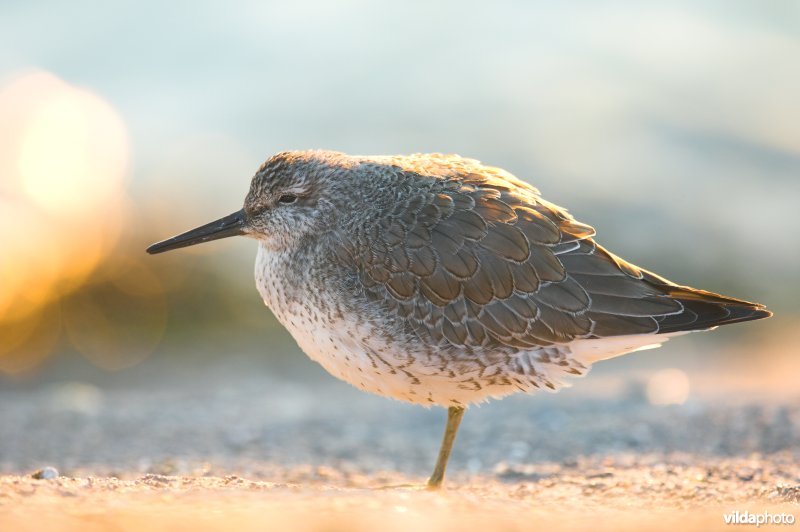 Kanoetstrandloper