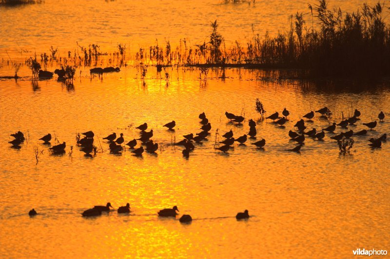 Slapende Kievitjes in Drijdijck