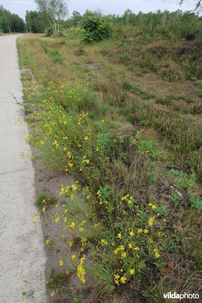 Bezemkruiskruid in een berm