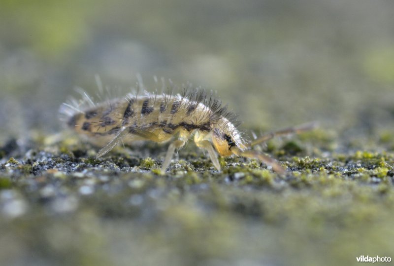 Collembool, springstaartje