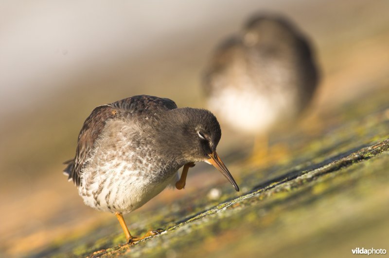 Paarse strandloper