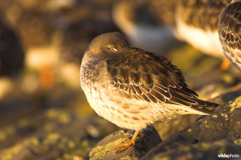 Slapende Paarse strandloper