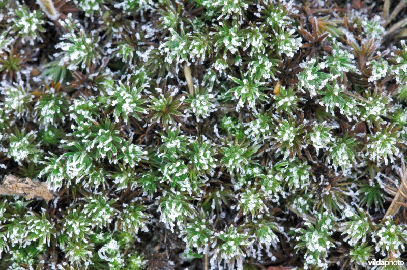 Ruig haarmos