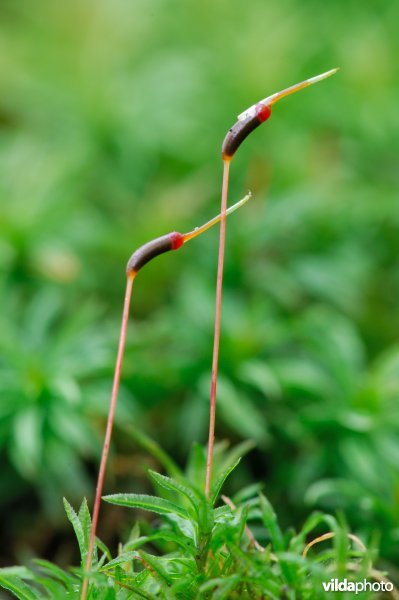 Groot rimpelmos