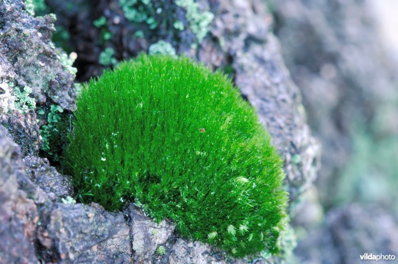 Grijs kronkelsteeltje op berkenvoet