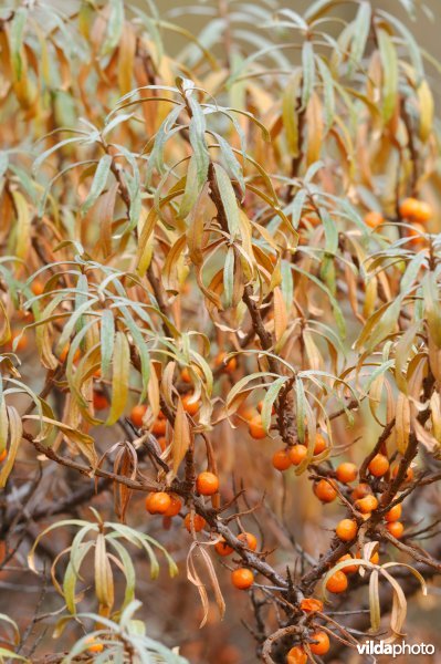 Besjes van duindoorn