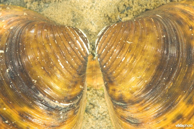 Aziatische korfmossel