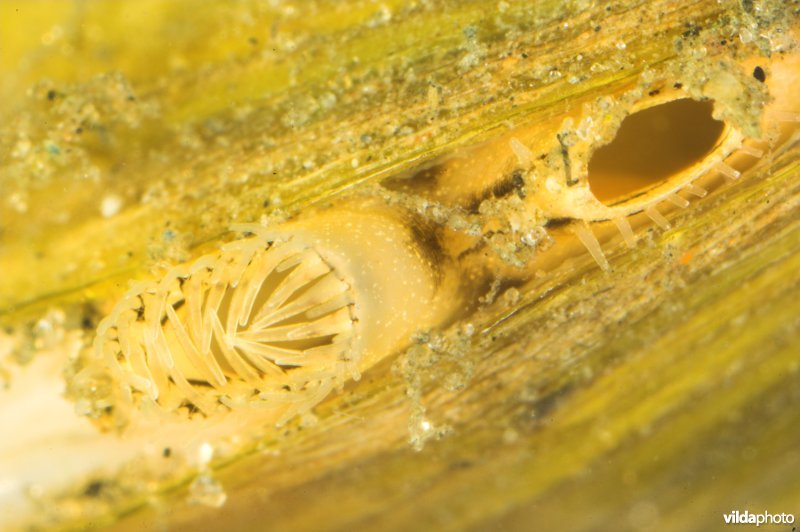 Aziatische korfmossel