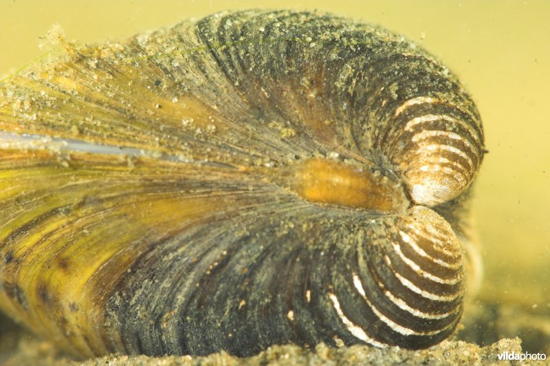 Aziatische korfmossel