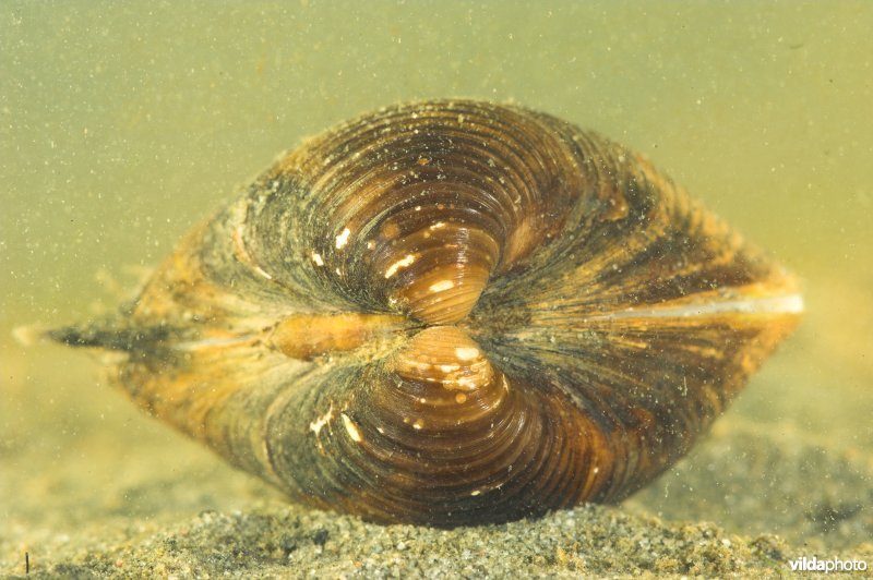 Aziatische korfmossel