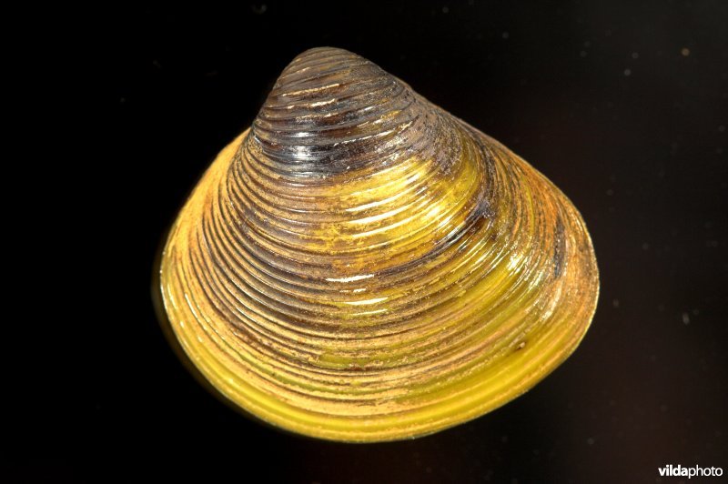Aziatische korfmossel