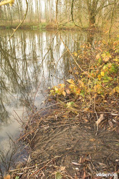 Sporen van Bever