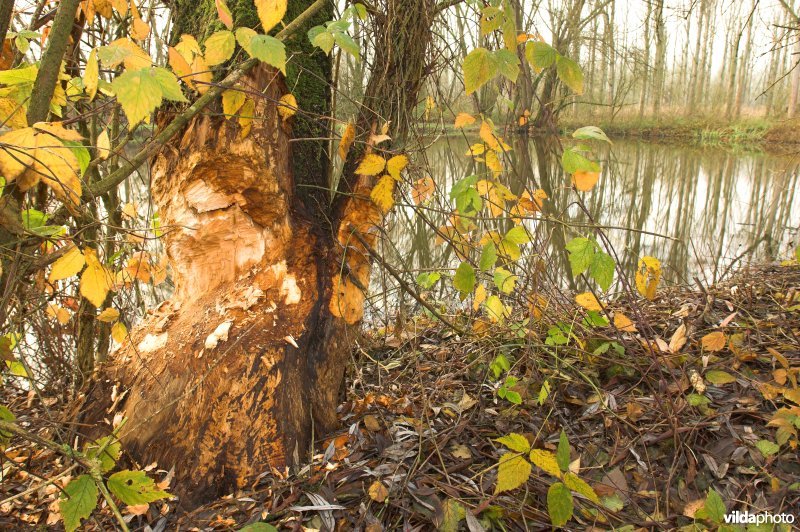 Knaagsporen van Bever