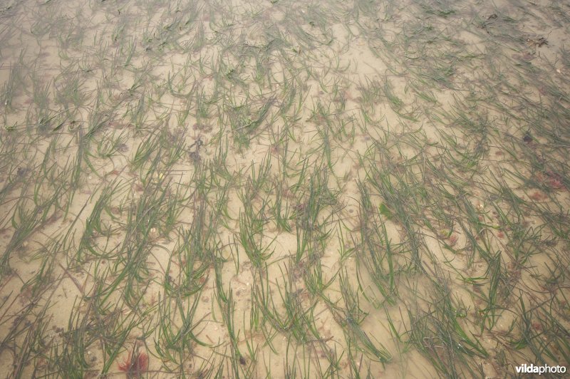 Groot zeegras