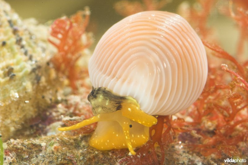 Ongevlekt koffieboontje