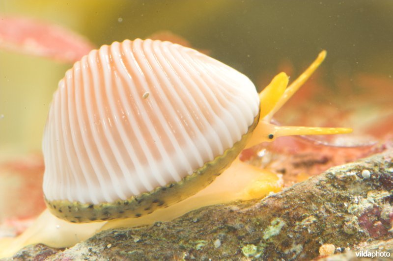 Ongevlekt koffieboontje