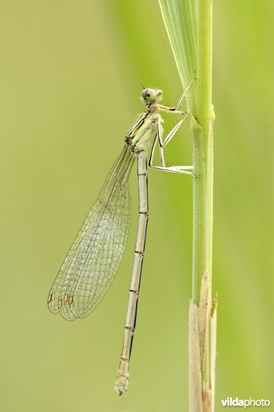 Breedscheenjuffer