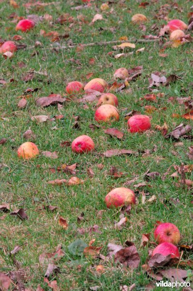 Gevallen appeltjes, valfruit