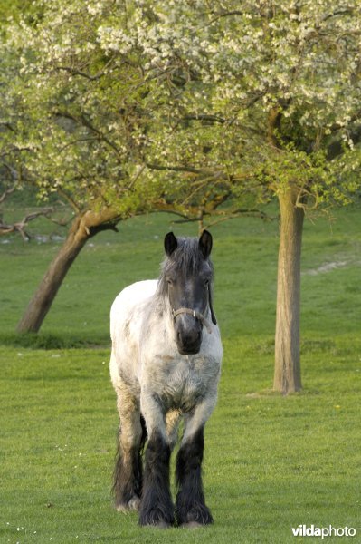 Paard tussen bloeiende kerselaars