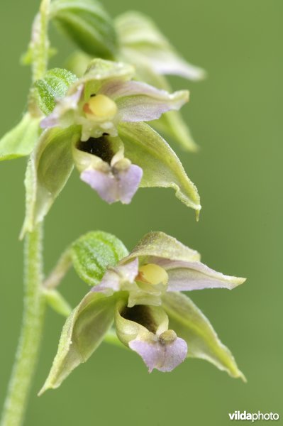 Bloemetjes van brede wespenorchis