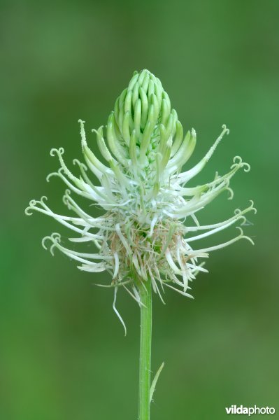 Bloem van Witte rapunzel