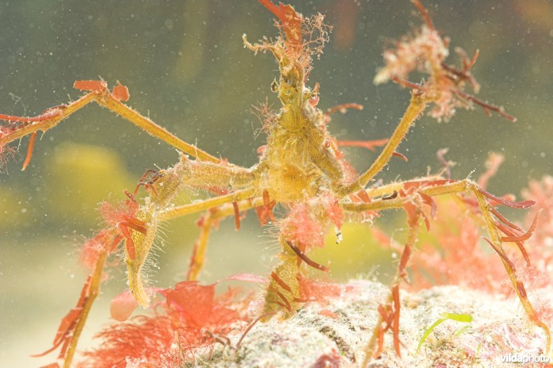 Hooiwagenkrab