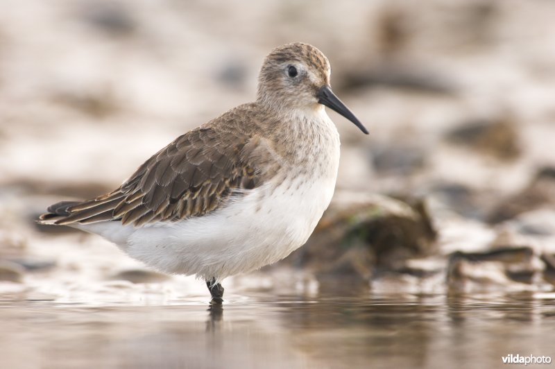 Bonte strandloper