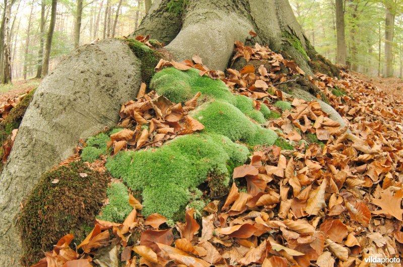 Kussentjesmos aan de voet van een Beuk