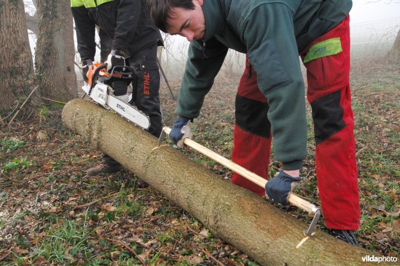 Meterhout afmeten met de meterstok en kettingzaag