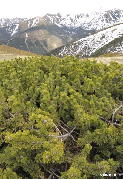 Bergden op de Poolse Tatra