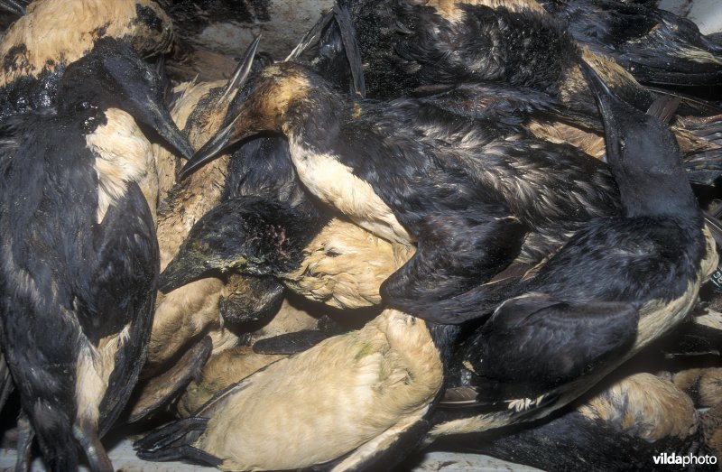 Stookolieslachtoffers