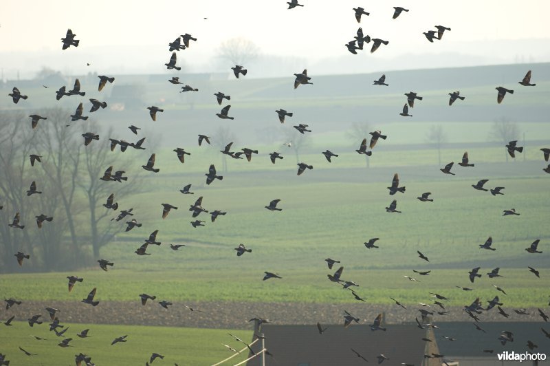 Groep Houtduiven in het Heuvelland