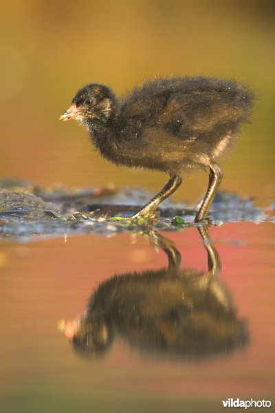 Juveniel waterhoentje
