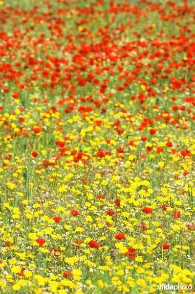 Akker met klaprozen en Gele ganzenbloem