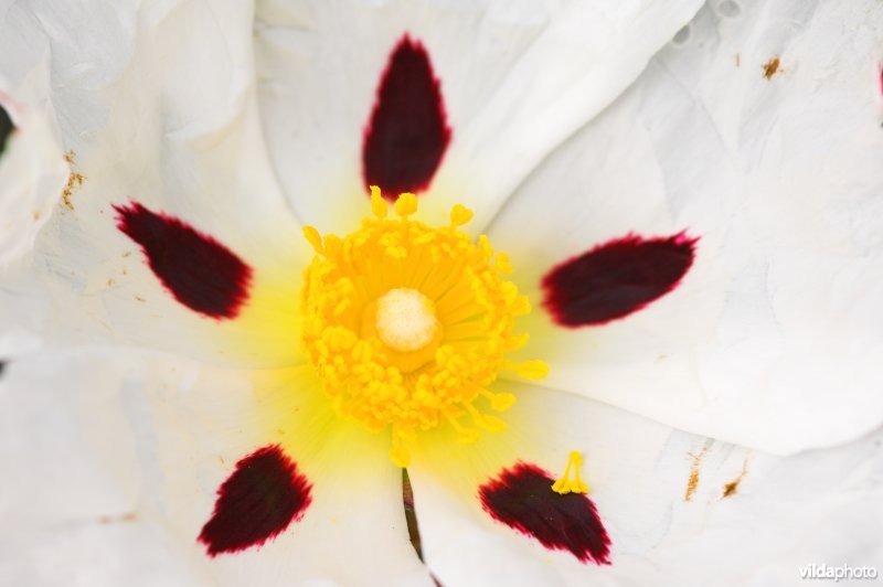 Rotsroos of Cistusroos