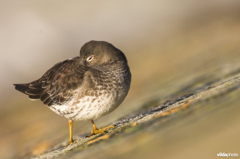 Paarse Strandloper