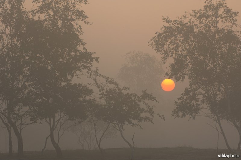 Zonsopgang tussen de berken