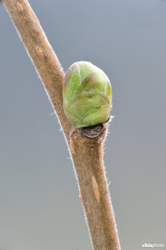 Knop van een hazelaar