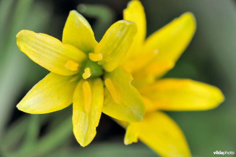 Bloem van bosgeelster