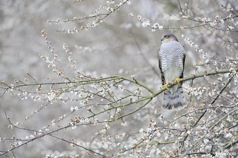 Sperwer in sleedoornstruik