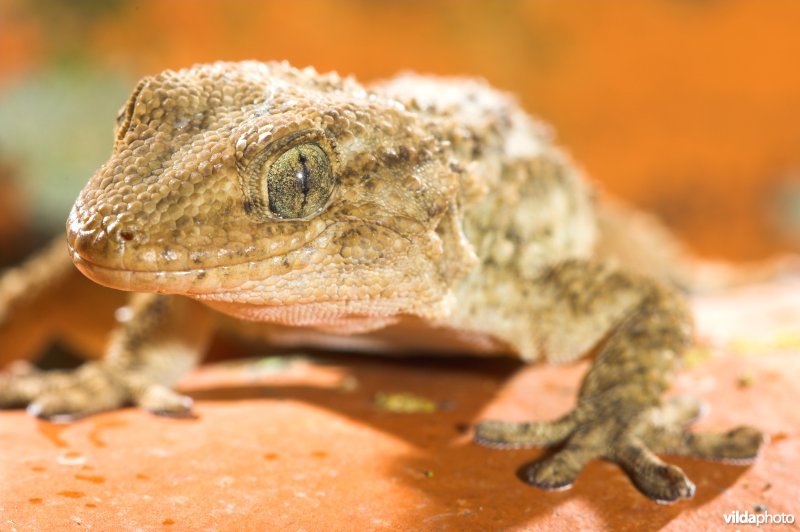 Muurgekko