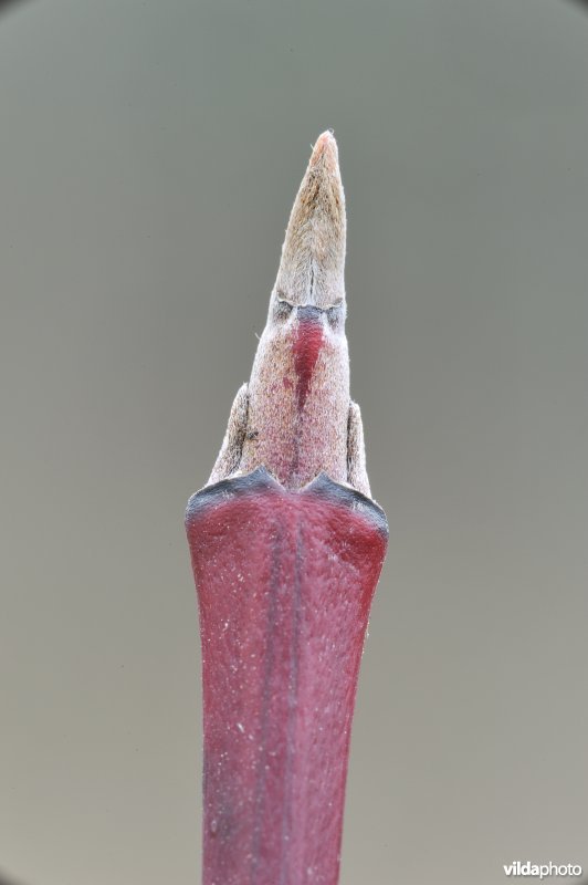Knop van rode kornoelje