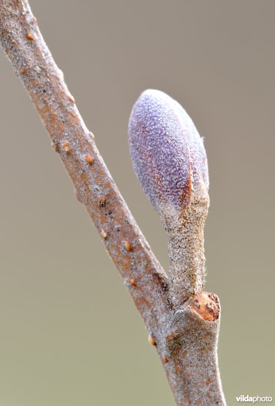 Knop van zwarte els