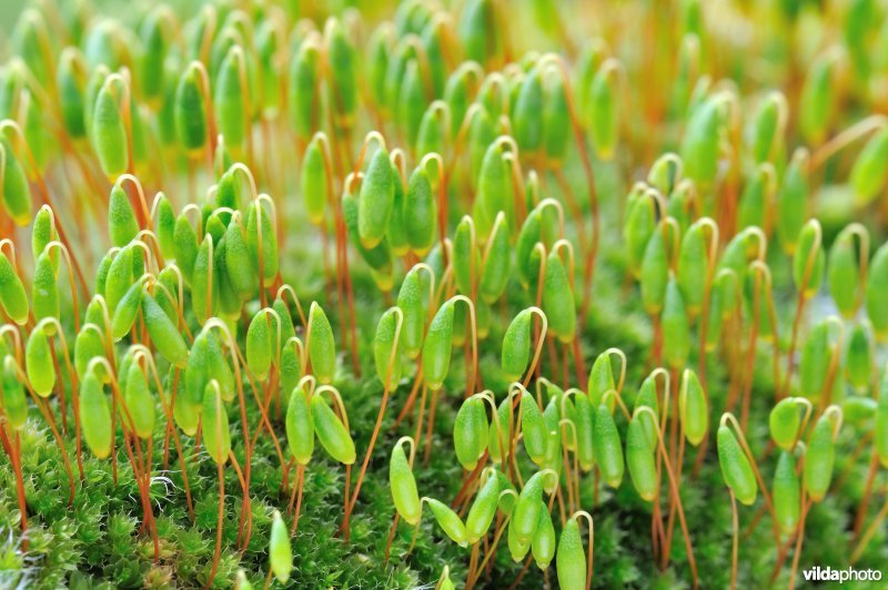 Sporenkapsels van gedraaid knikmos
