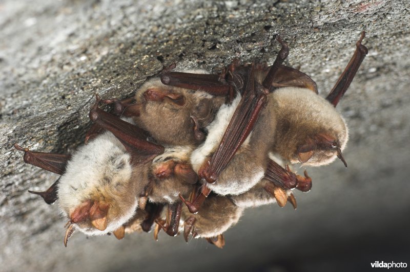 Franjestaart in winterslaap